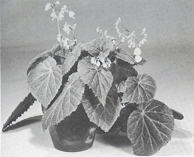B. ‘Reseda’